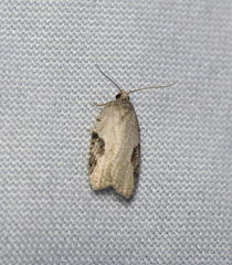 Acleris subnivana