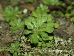 Sedum stellariifolium