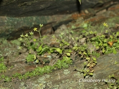Sedum stellariifolium