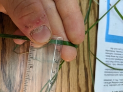 Carex tribuloides sangamonensis