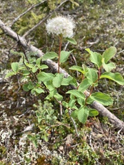 Spiraea stevenii