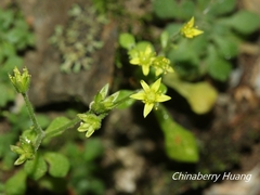 Sedum stellariifolium