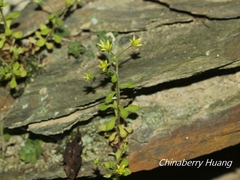 Sedum stellariifolium