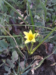 Romulea flava flava