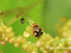 Sabactiopus sauteri