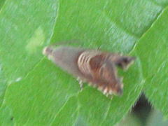 Grapholita delineana