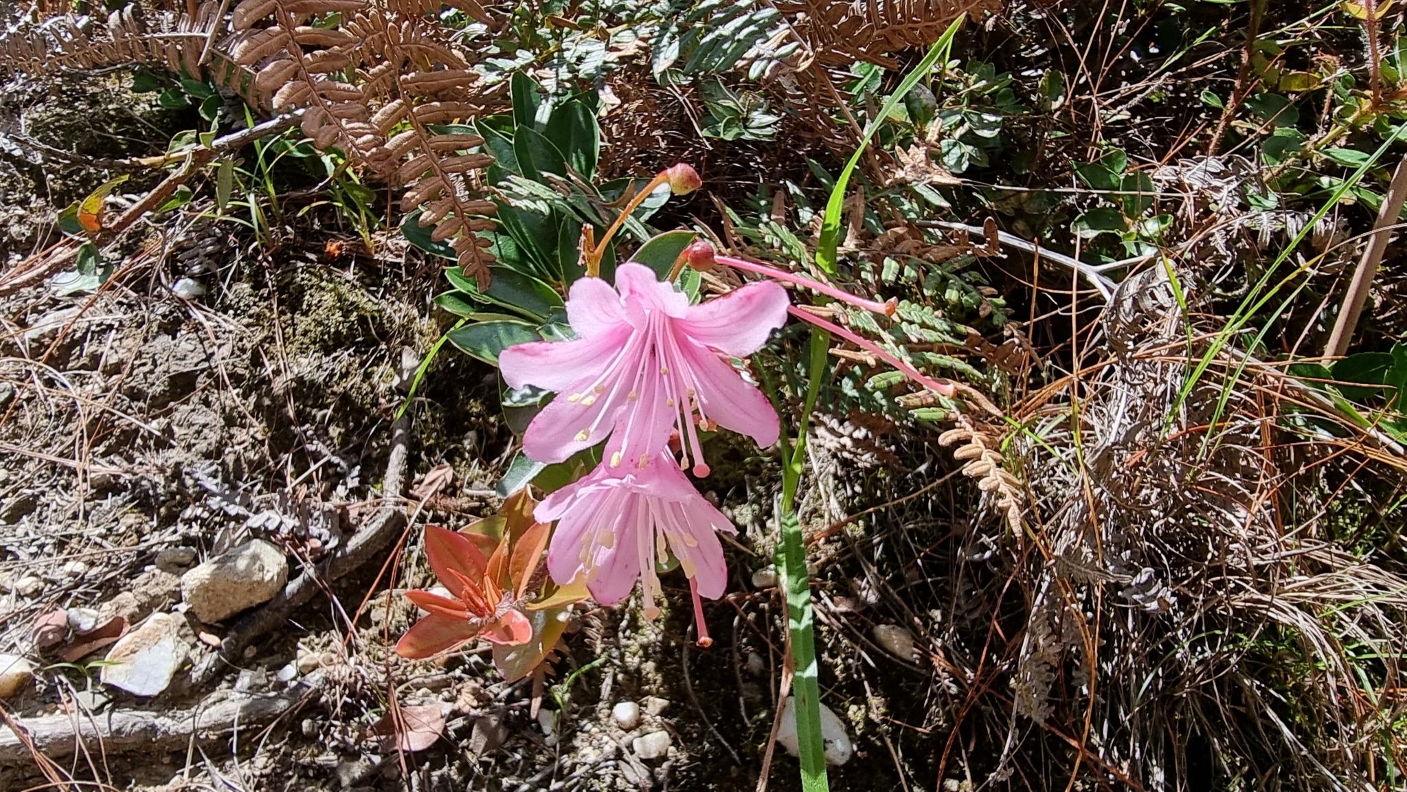 Bejaria aestuans image