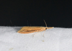 Donacaula dispersellus