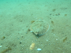 Limanda limanda