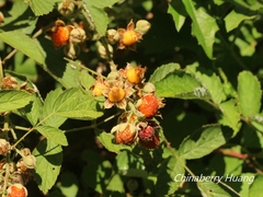 Rubus incanus
