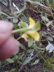Romulea flava flava