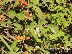 Rubus incanus