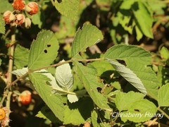 Rubus incanus