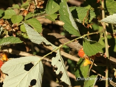 Rubus incanus