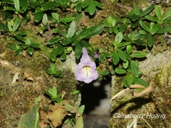 Lysionotus pauciflorus pauciflorus