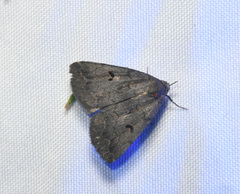 Phalaenostola hanhami