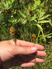 Carex bebbii