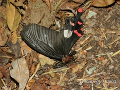Byasa polyeuctes termessus