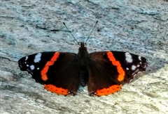 Vanessa atalanta