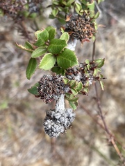 Leptosillia pistaciae