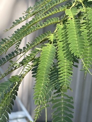 Albizia