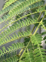 Albizia