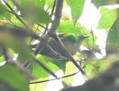 Chlorochrysa phoenicotis