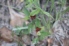 Crocanthemum carolinianum