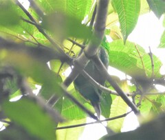 Chlorochrysa phoenicotis