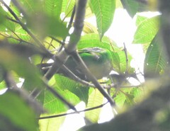 Chlorochrysa phoenicotis