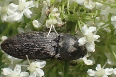 Prosternon tessellatum