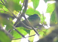 Chlorochrysa phoenicotis