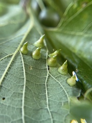 Celticecis spiniformis