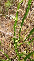 Baccharis trimera