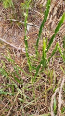 Baccharis trimera