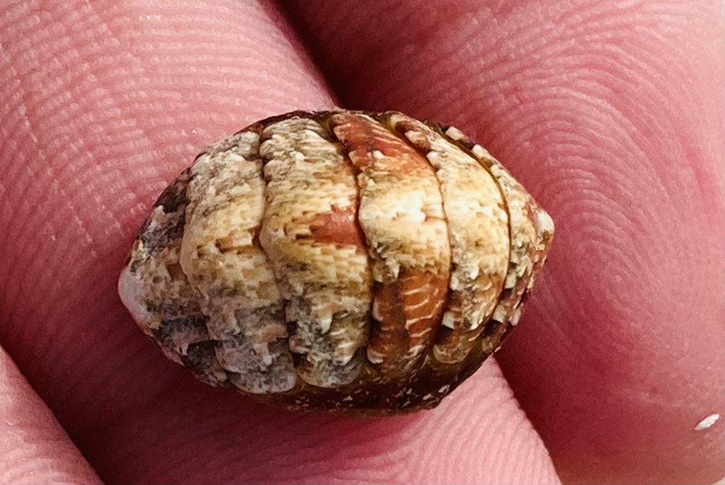 Lucilina lamellosa