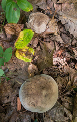 Caloboletus firmus