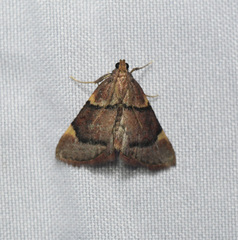 Hypsopygia thymetusalis