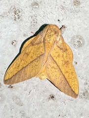 Syssphinx bisecta