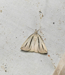 Macrochilo bivittata