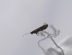 Parornix geminatella