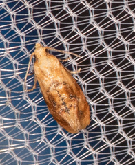 Cochylis bucera