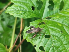 Physomerus grossipes