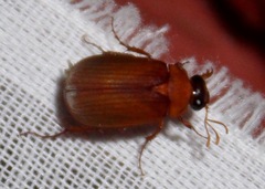 Serica brunnea