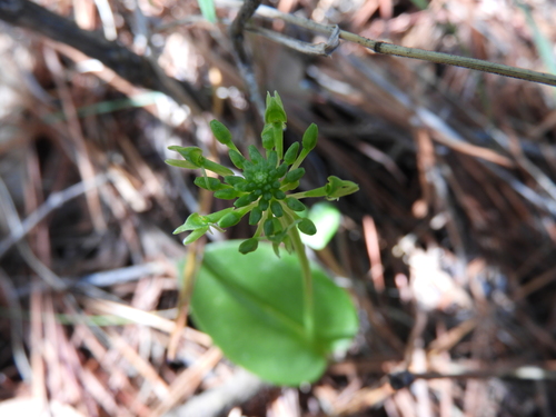 Image of Malaxis realdelmontensis by (c) Leticia Jiménez Hernández, some rights reserved (CC BY-SA)