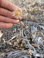 Balsamorhiza