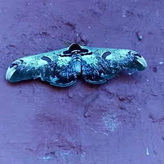 Saturnia zuleika