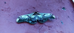Saturnia zuleika