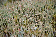 Cladonia amaurocraea