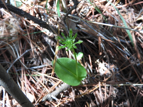 Image of Malaxis realdelmontensis by (c) Leticia Jiménez Hernández, some rights reserved (CC BY-SA)